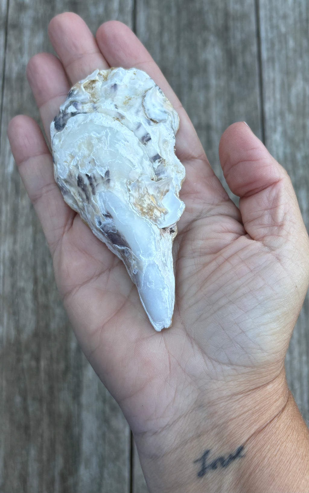 Floral Oyster Shell