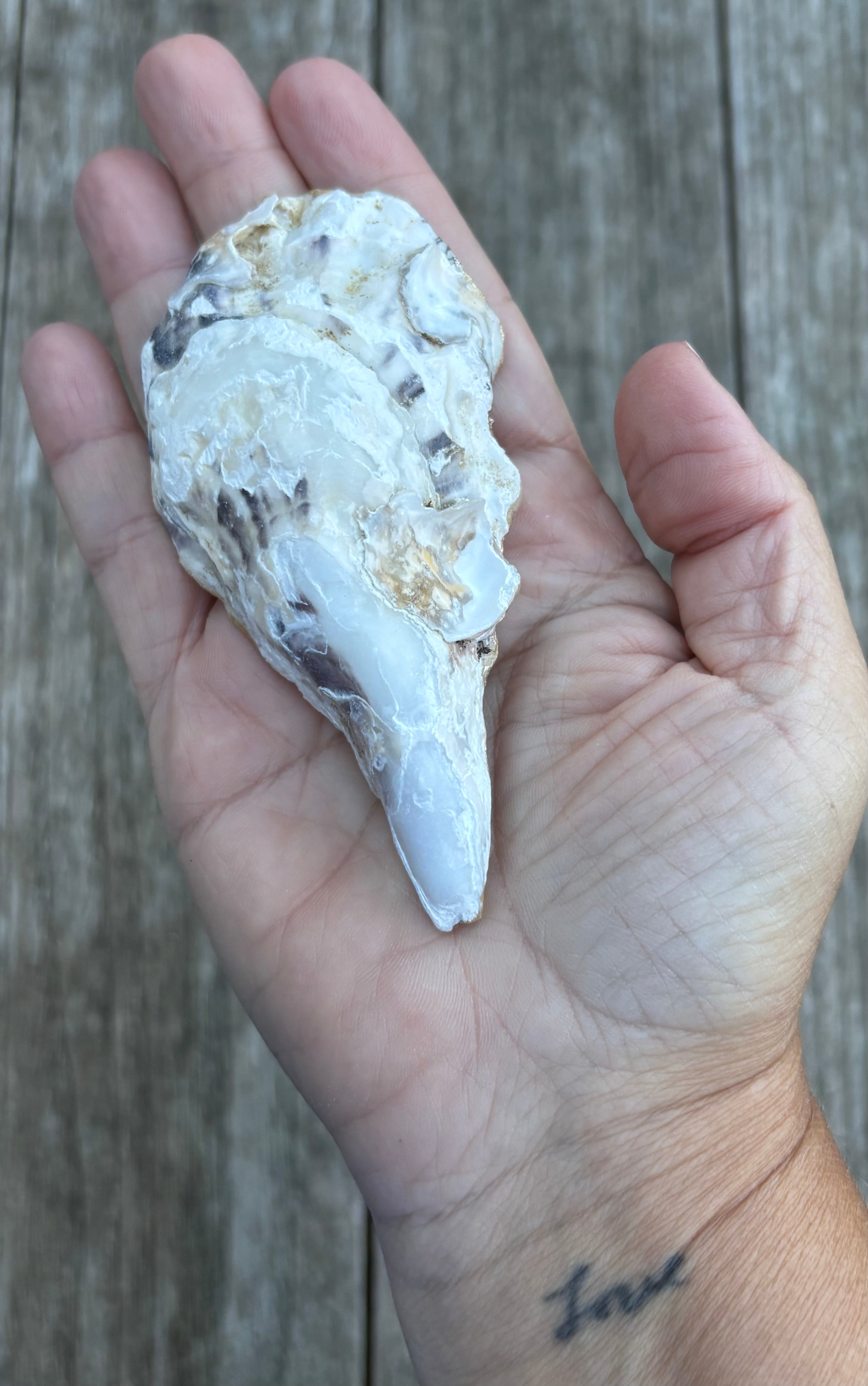 Floral Oyster Shell
