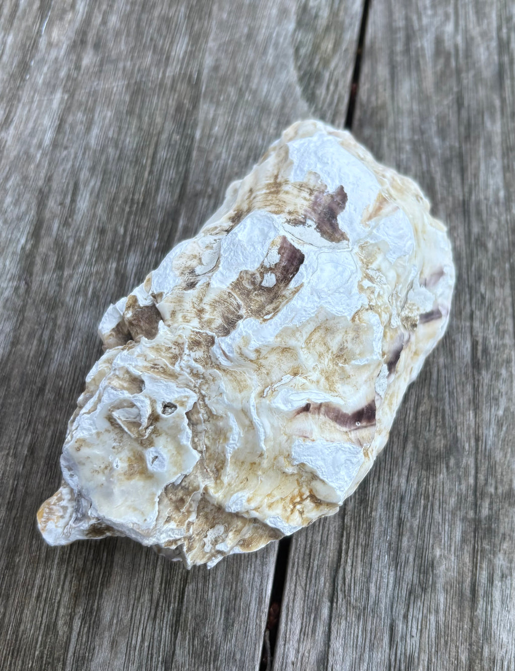 Anchor Oyster Shell